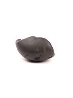 Eternal Shaligram, Sacred Ammonite Fossils ||