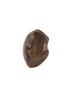 Eternal Shaligram, Sacred Ammonite Fossils ||