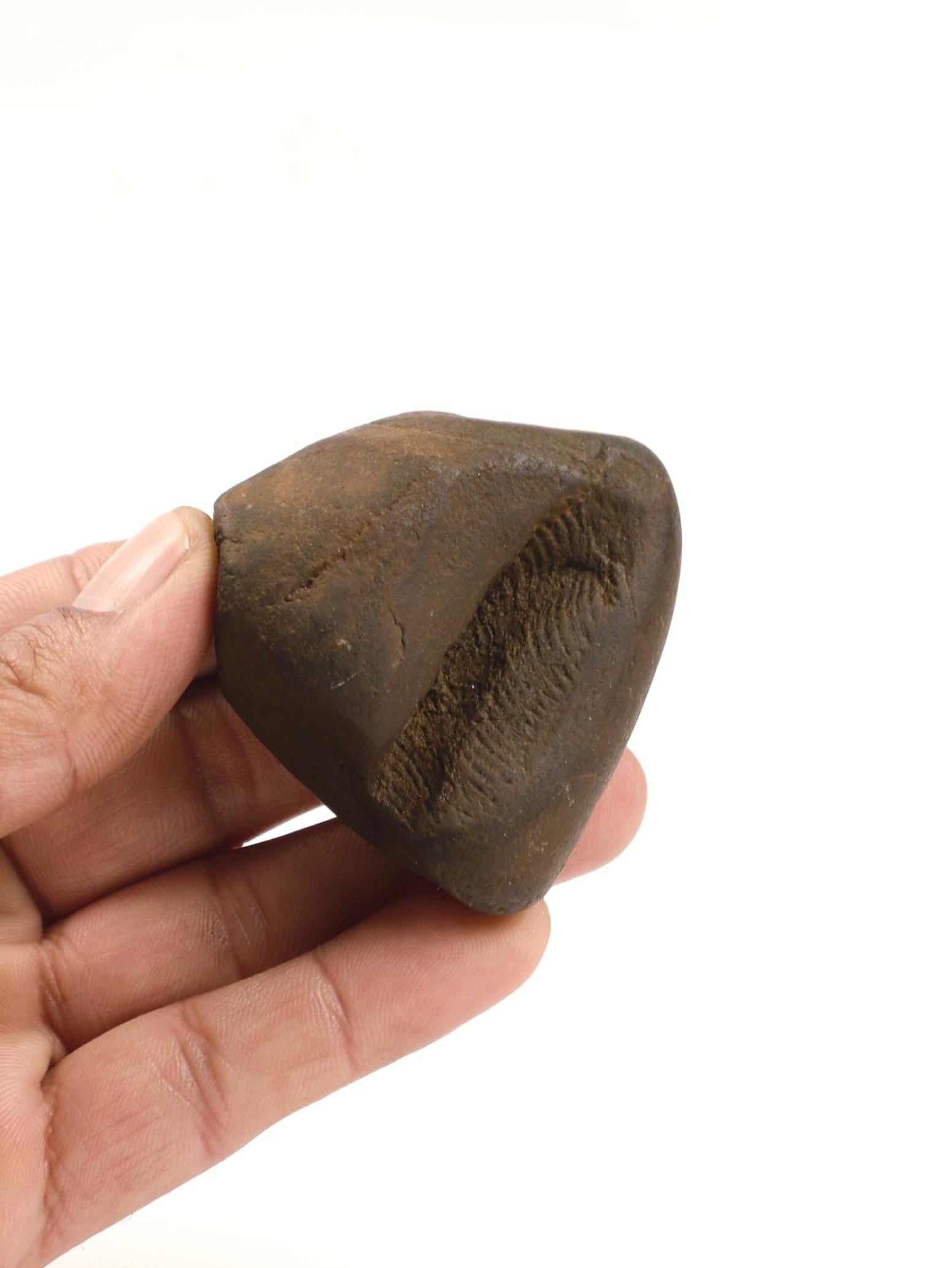 Lab Tested Holy Shaligram Stone