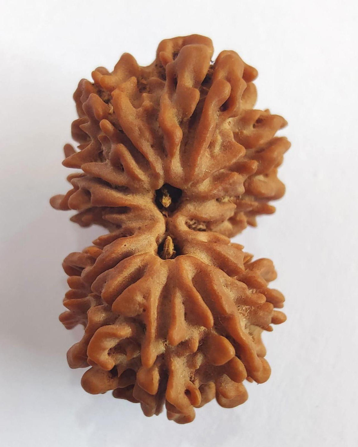 Gauri Shankar Nepalese Rudraksha, Divine Shiva Shakti Rudraksha