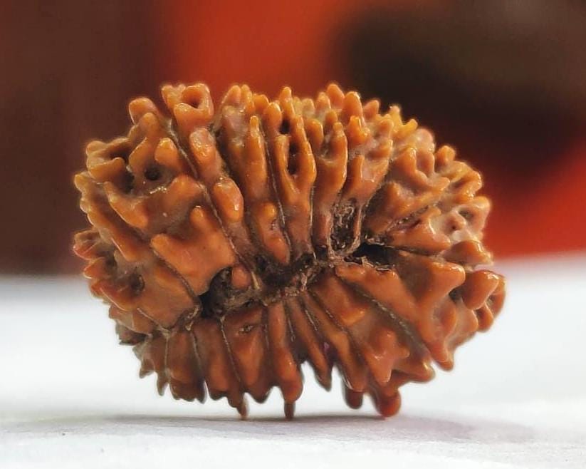 21 Mukhi Nepali Rudraksha Bead