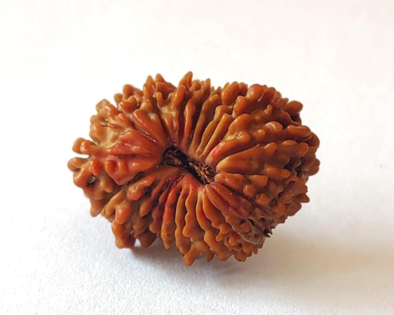 21 Mukhi Nepali Rudraksha Bead