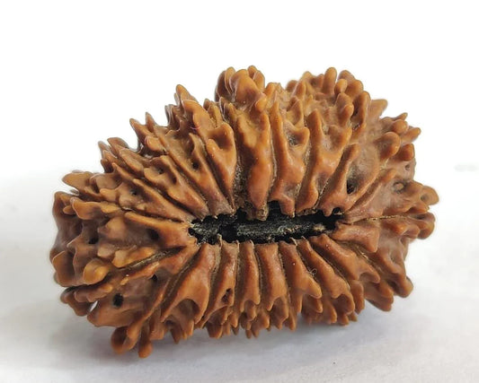 Extremely Rare 19 Mukhi Rudraksha From Nepal