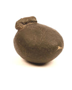 Goddess Parvati Womb Shaligram Stone, Raw Gold, Large Nepal Fossil