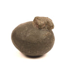 Goddess Parvati Womb Shaligram Stone, Raw Gold, Large Nepal Fossil