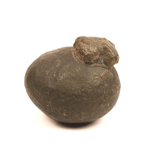 Authentic ancient Shaligram stone from the Himalayas