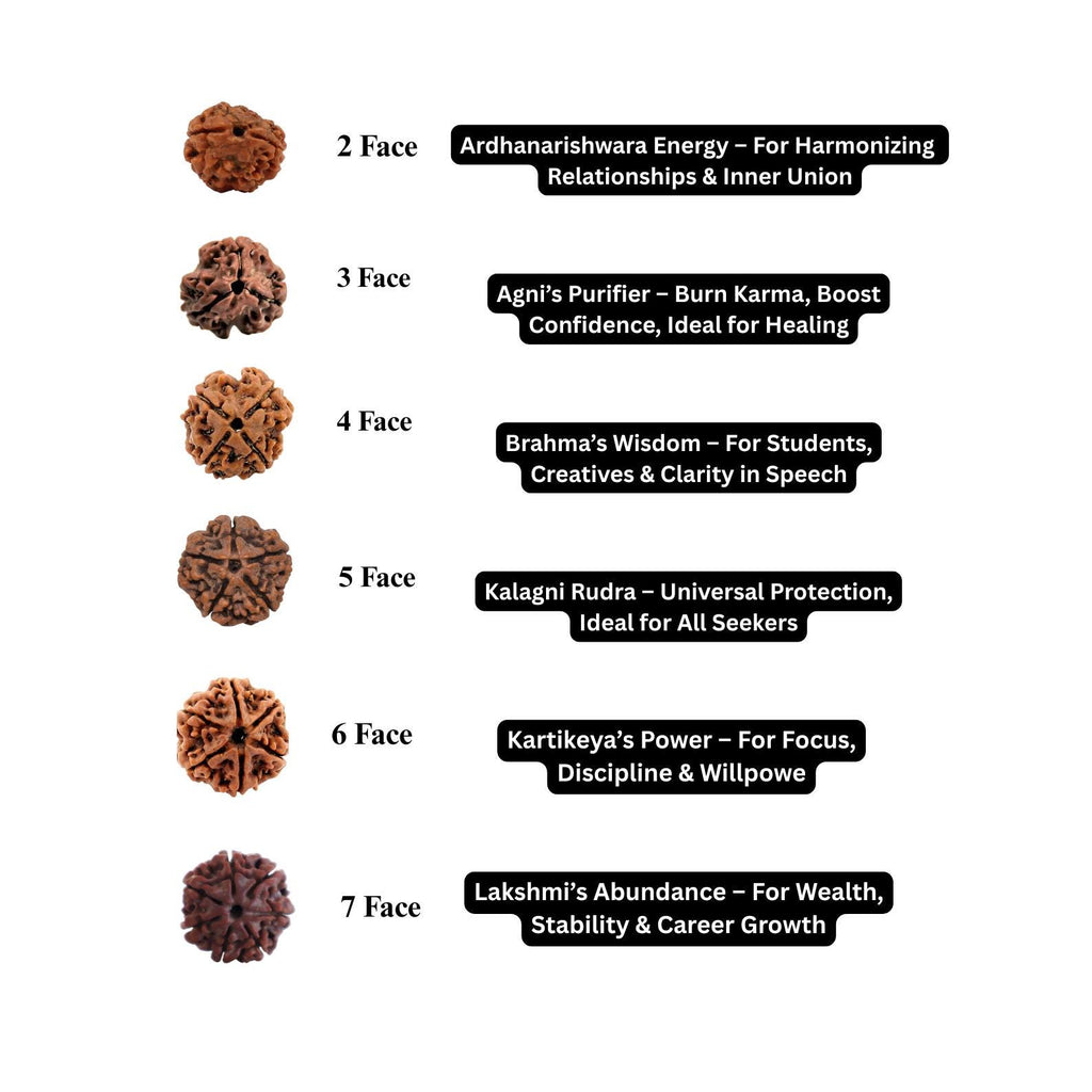2 to 21 Faces/Mukhi Premium Nepal Rudraksha, Collector Grade Large Himalayan Rudrakshya Beads