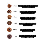 2 to 21 Faces/Mukhi Premium Nepal Rudraksha, Collector Grade Large Himalayan Rudrakshya Beads