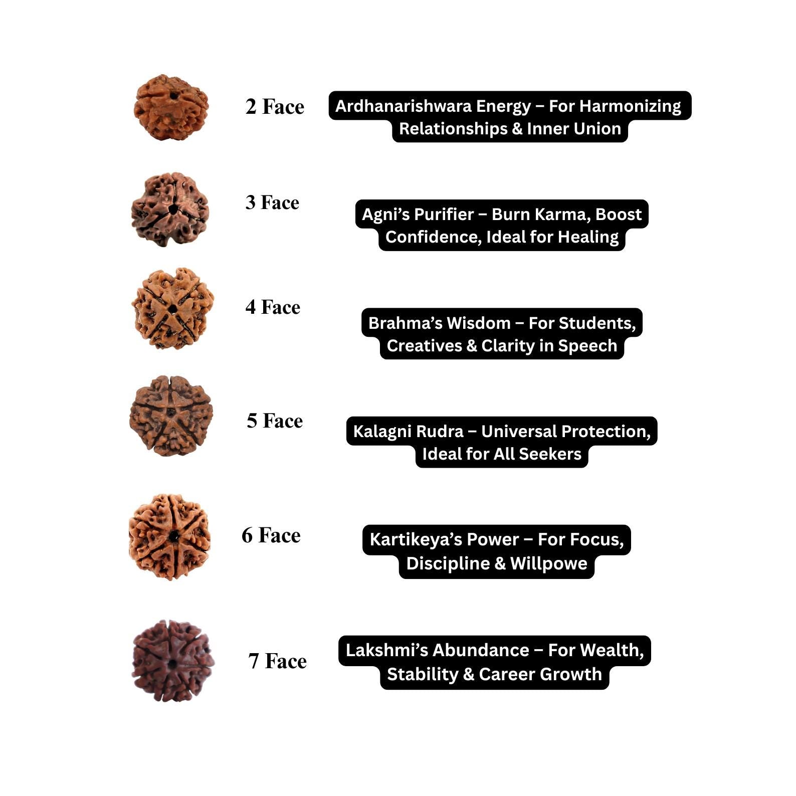 2 to 21 Faces/Mukhi Premium Nepal Rudraksha, Collector Grade Large Himalayan Rudrakshya Beads