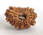 Extremely Rare 19 Mukhi Rudraksha From Nepal