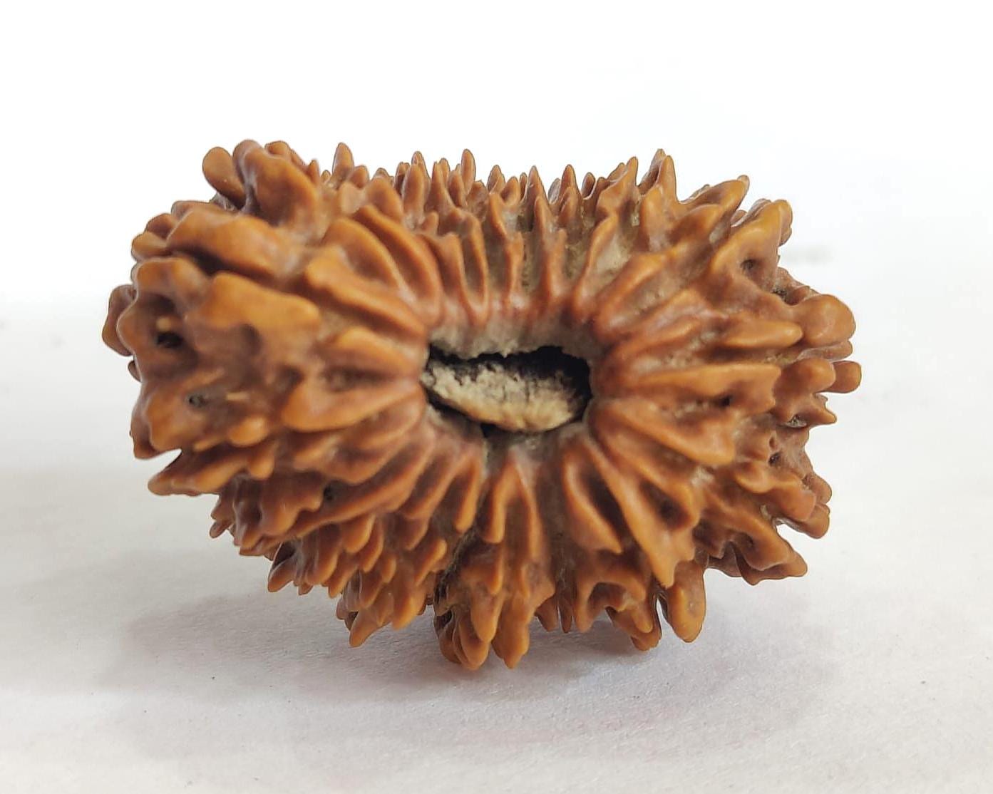 Extremely Rare 19 Mukhi Rudraksha From Nepal