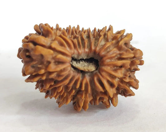 Extremely Rare 19 Mukhi Rudraksha From Nepal