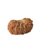 16 Mukhi Authentic Nepali Rudraksha Bead