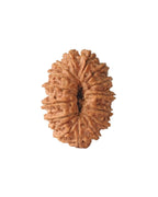 16 Mukhi Authentic Nepali Rudraksha Bead