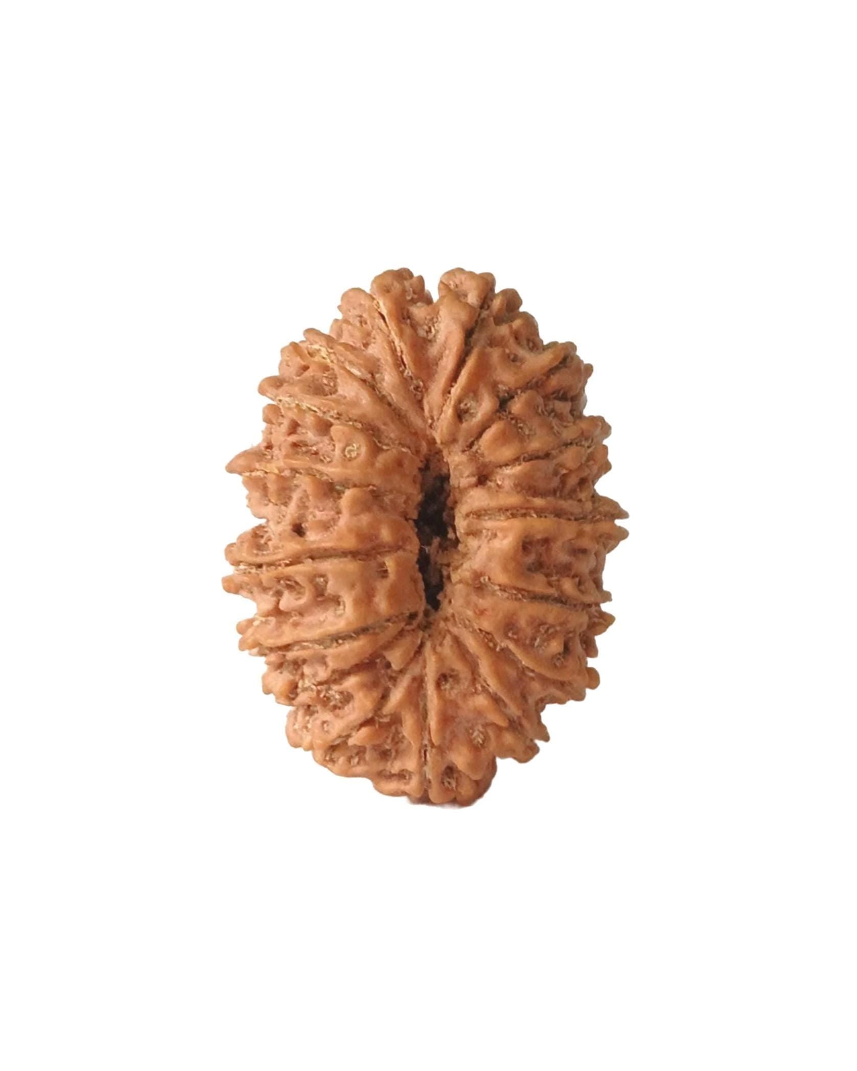 16 Mukhi Authentic Nepali Rudraksha Bead