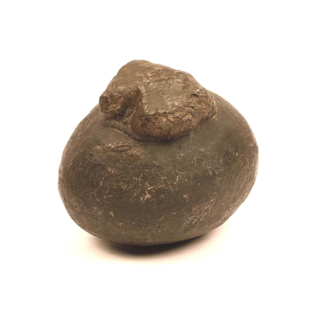 Goddess Parvati Womb Shaligram Stone, Raw Gold, Large Nepal Fossil