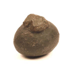 Goddess Parvati Womb Shaligram Stone, Raw Gold, Large Nepal Fossil