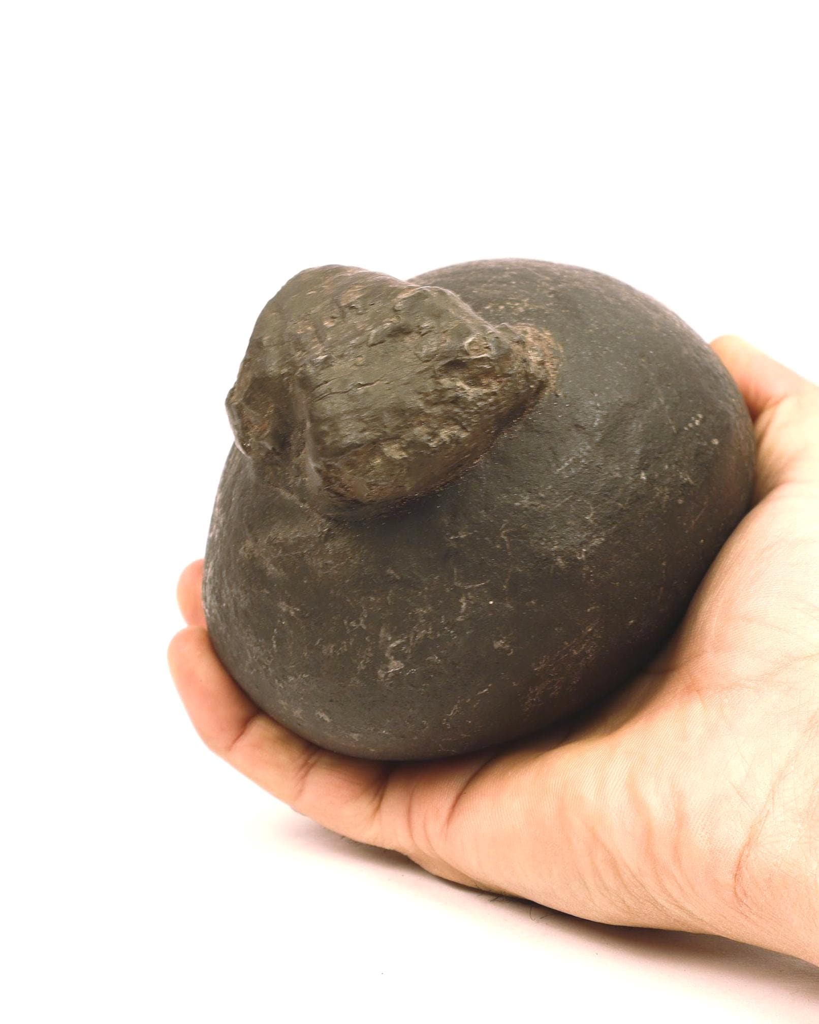 Goddess Parvati Womb Shaligram Stone, Raw Gold, Large Nepal Fossil