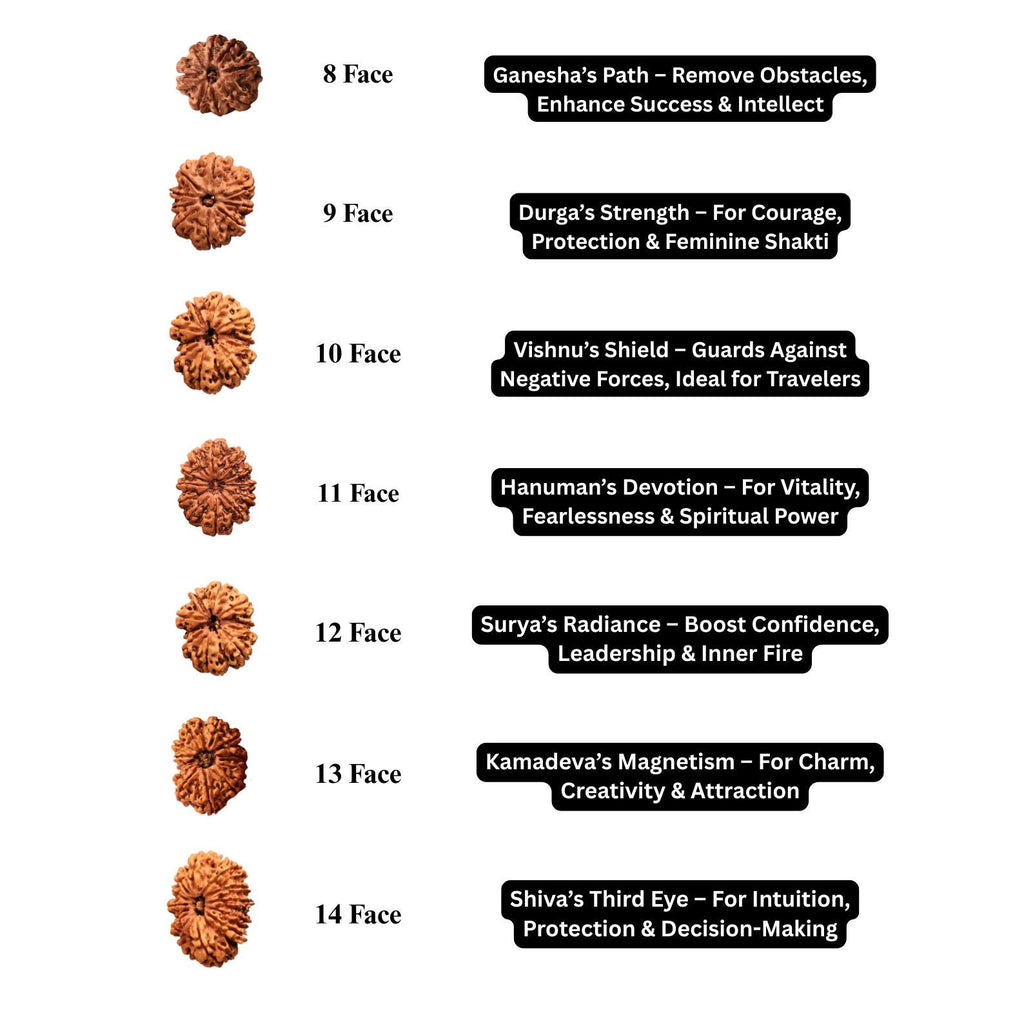 2 to 21 Faces/Mukhi Premium Nepal Rudraksha, Collector Grade Large Himalayan Rudrakshya Beads