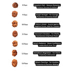 2 to 21 Faces/Mukhi Premium Nepal Rudraksha, Collector Grade Large Himalayan Rudrakshya Beads