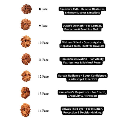 Chart of Rudraksha beads from 8 to 14 faces with their spiritual benefits.