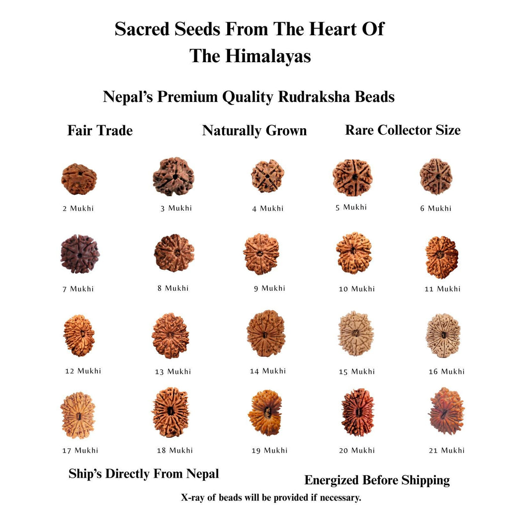 2 to 21 Faces/Mukhi Premium Nepal Rudraksha, Collector Grade Large Himalayan Rudrakshya Beads
