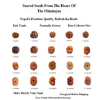 2 to 21 Faces/Mukhi Premium Nepal Rudraksha, Collector Grade Large Himalayan Rudrakshya Beads