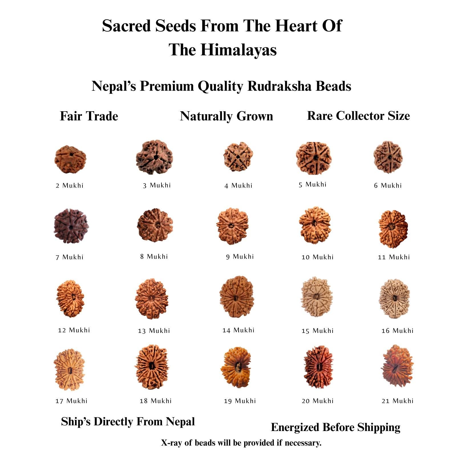 2 to 21 Faces/Mukhi Premium Nepal Rudraksha, Collector Grade Large Himalayan Rudrakshya Beads