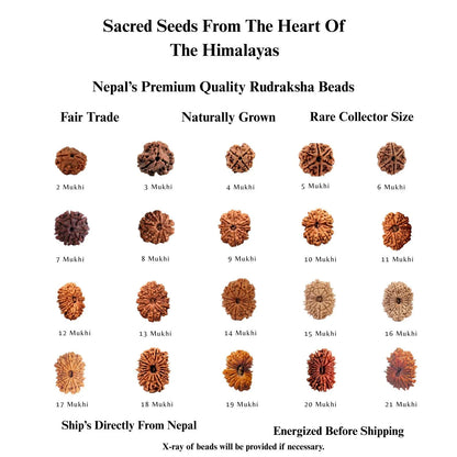 Chart of authentic Rudraksha beads from 2 Mukhi to 21 Mukhi from Nepal