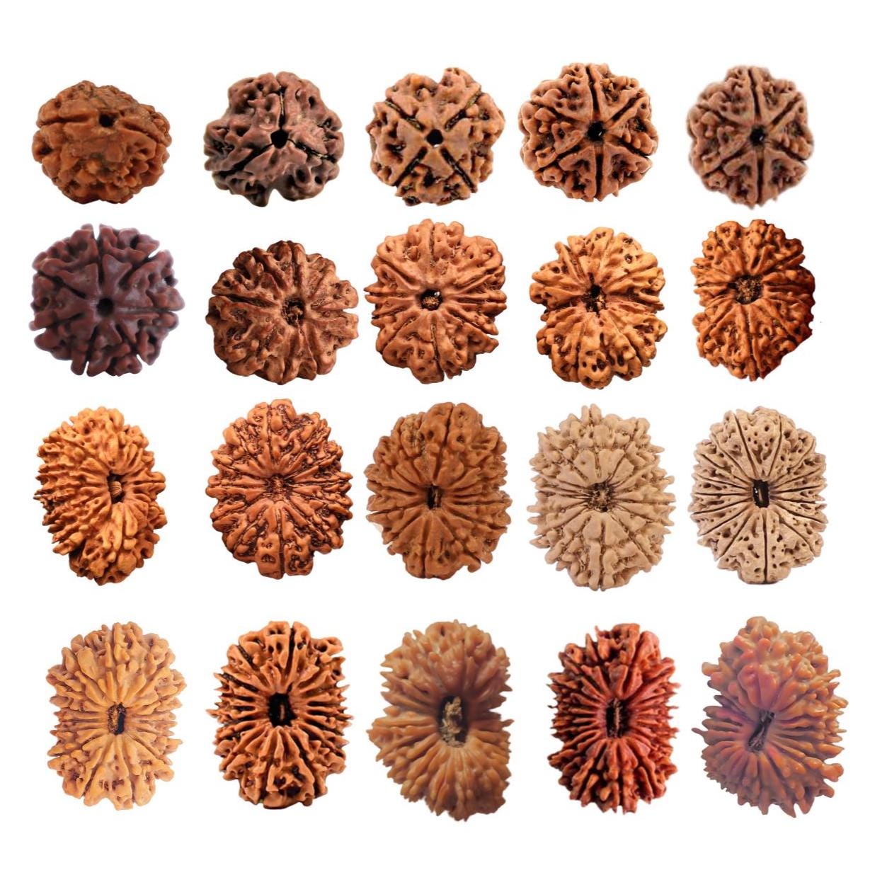 2 to 21 Faces/Mukhi Premium Nepal Rudraksha, Collector Grade Large Himalayan Rudrakshya Beads