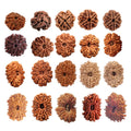 2 to 21 Faces/Mukhi Premium Nepal Rudraksha, Collector Grade Large Himalayan Rudrakshya Beads