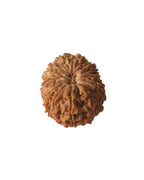 16 Mukhi Authentic Nepali Rudraksha Bead