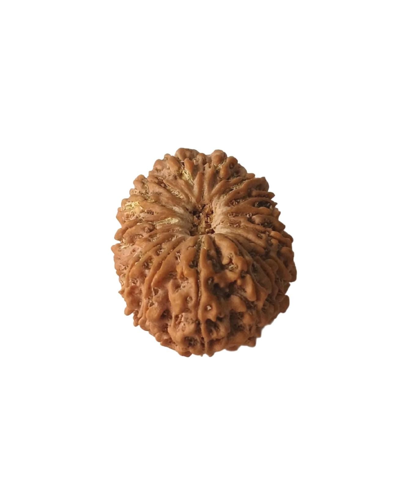 16 Mukhi Authentic Nepali Rudraksha Bead