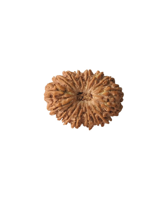 Authentic sacred Rudraksha bead with natural textured ridges on white background