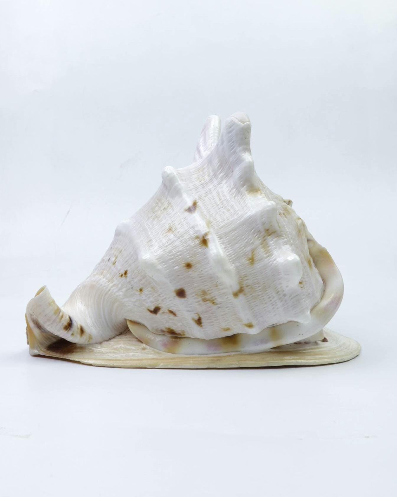 Gau Sankha Blowing Conch Shell, Naturally Forged Sacred Conch Of Sound And Spirit