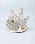 Gau Sankha Blowing Conch Shell, Naturally Forged Sacred Conch Of Sound And Spirit