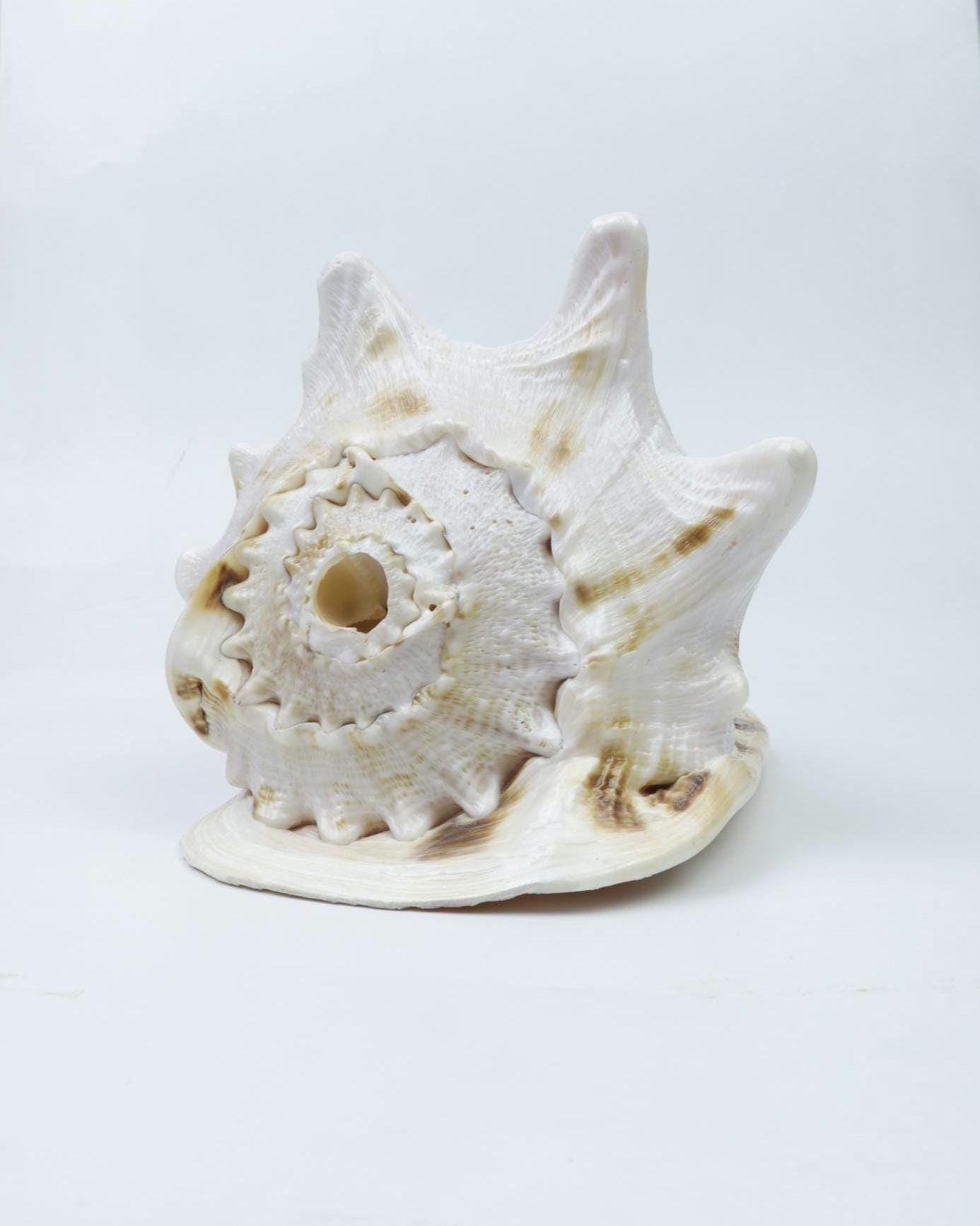 Gau Sankha Blowing Conch Shell, Naturally Forged Sacred Conch Of Sound And Spirit