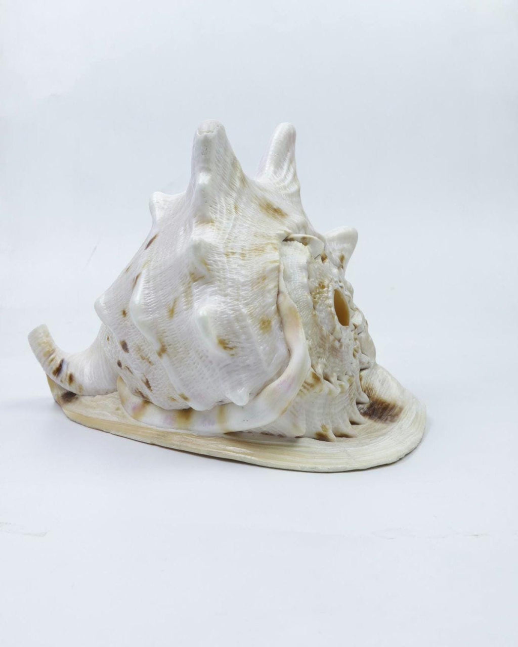 Gau Sankha Blowing Conch Shell, Naturally Forged Sacred Conch Of Sound And Spirit