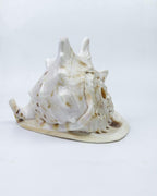 Gau Sankha Blowing Conch Shell, Naturally Forged Sacred Conch Of Sound And Spirit