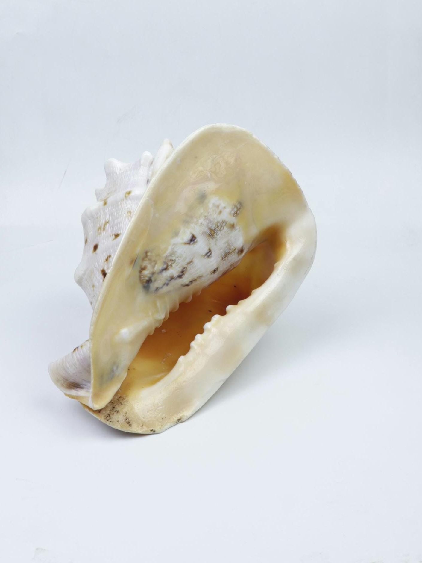 Gau Sankha Blowing Conch Shell, Naturally Forged Sacred Conch Of Sound And Spirit