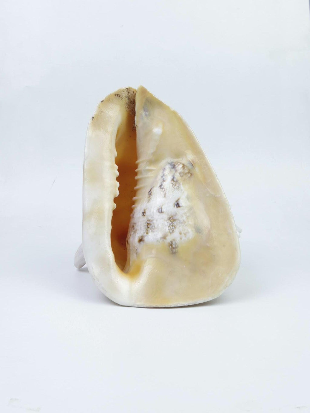 Gau Sankha Blowing Conch Shell, Naturally Forged Sacred Conch Of Sound And Spirit