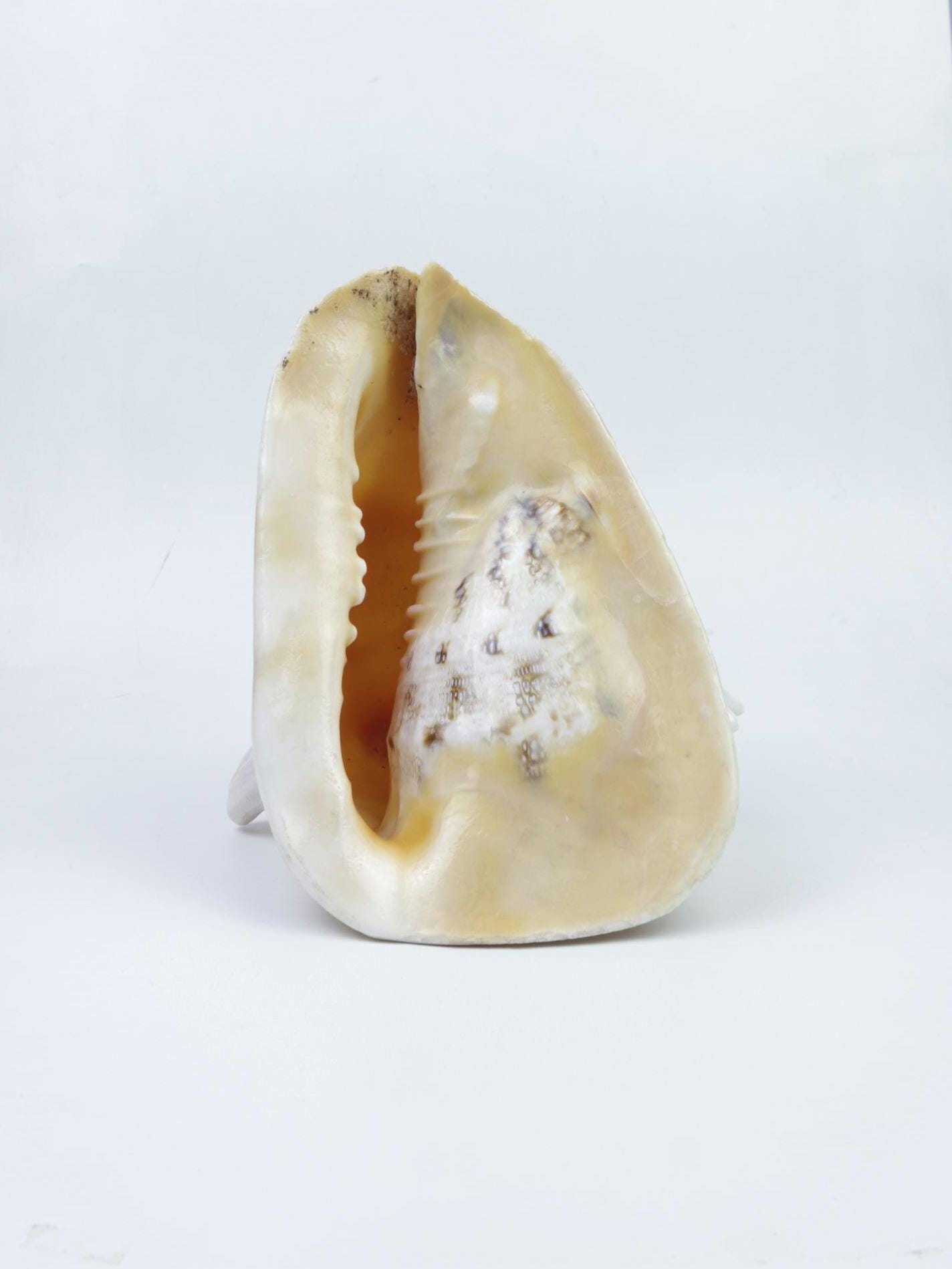 Gau Sankha Blowing Conch Shell, Naturally Forged Sacred Conch Of Sound And Spirit