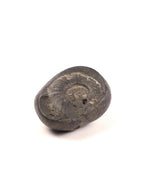 Kala Chakra Shaligram - Natural Formation Ammonite Fossil