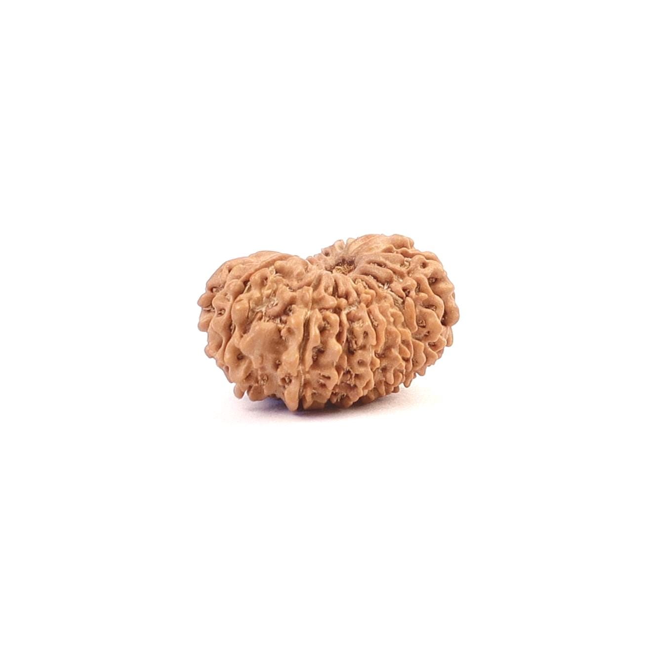17 Mukhi Nepali Rudraksha, Rare Mukhi Bead Selected Per Order