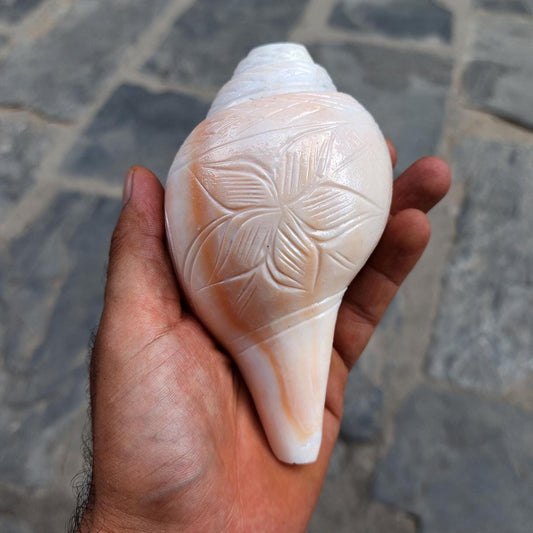Natural Blowing Sankha Conch Shell For Purity And Divine Sound