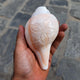Natural Blowing Sankha Conch Shell For Purity And Divine Sound