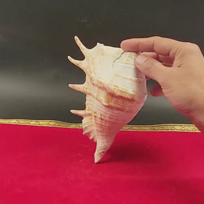 Aura Cleansing Shankha – Sacred Conch Shell For Spiritual Purification, Energy Healing, And Home Decor