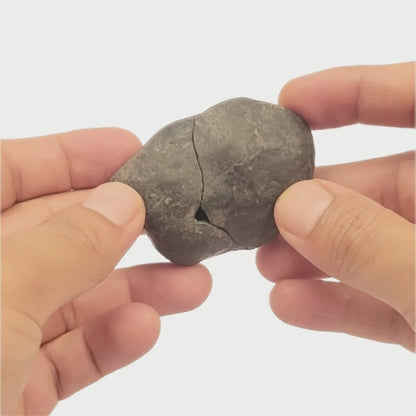 Laxmi Narayan Shaligram, Vishnu Blessing Stone From Kali Gandaki River