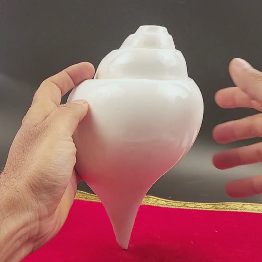 Blowing Sankha Turbinella Pyrum, Extra Large Conch Shell For Sound Healing