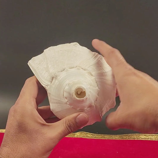 Giant Right Hand Conch Shell, Jal Arpan Argha Sankha